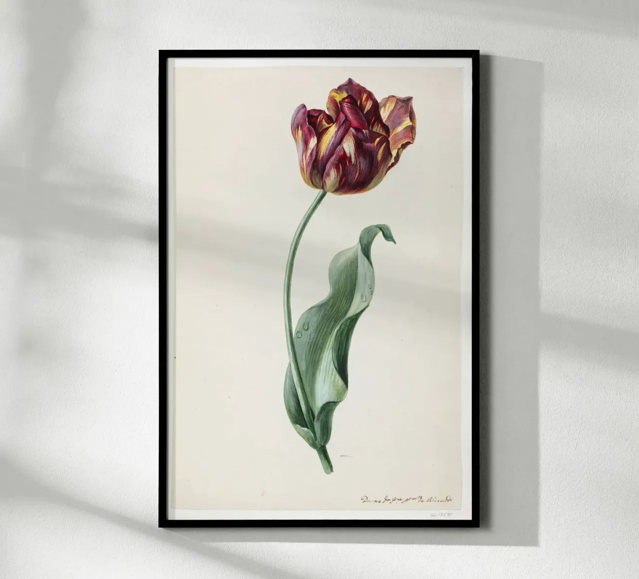 Dimenico Riccardi - Tulipano poster con telaio in alluminio da Old Masters