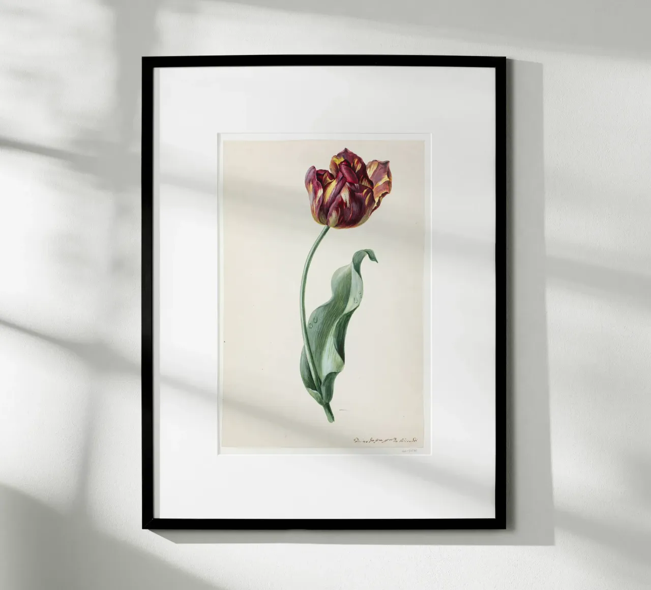 Dimenico Riccardi - Tulipano poster con telaio in alluminio da Old Masters