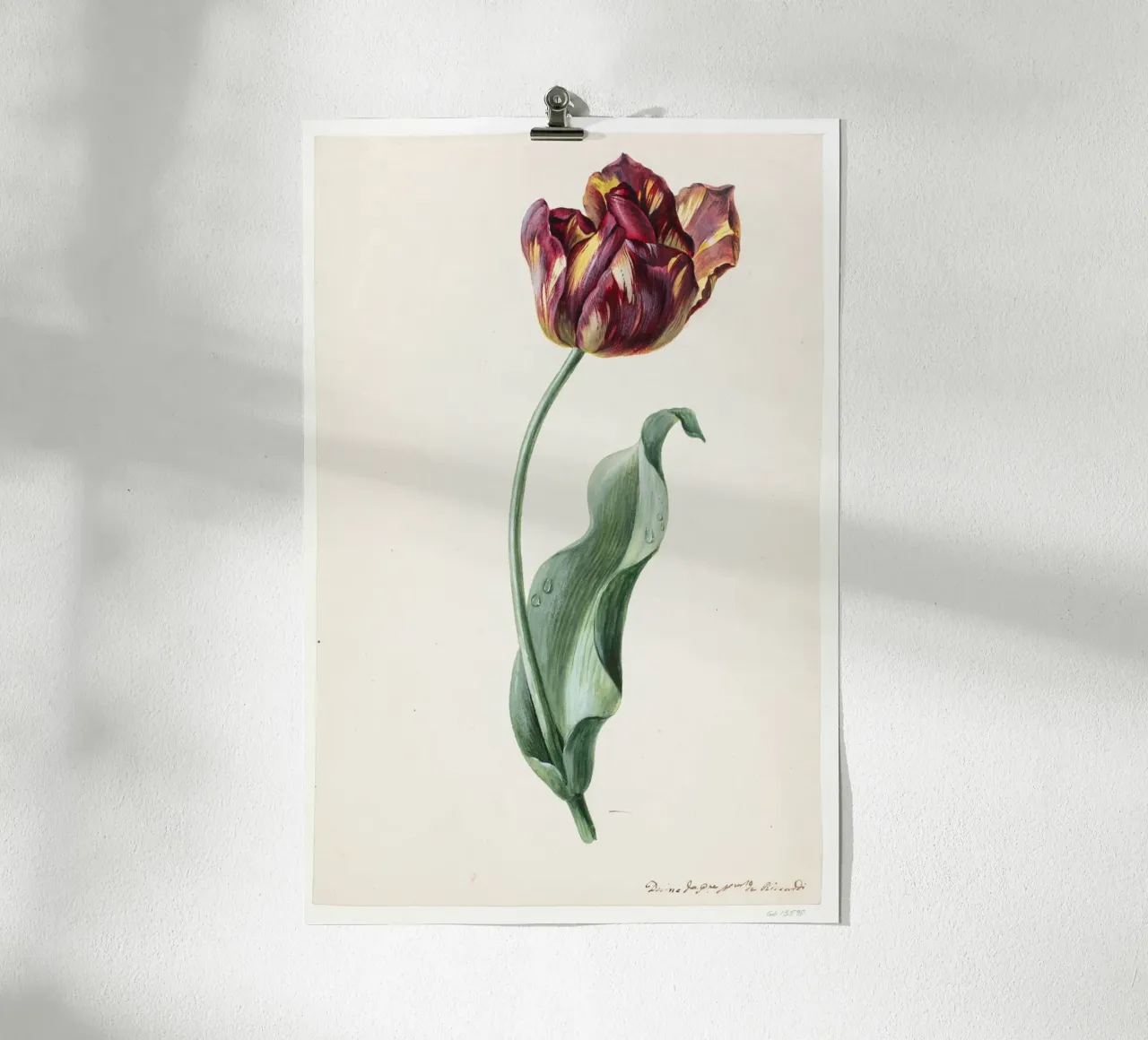 Dimenico Riccardi - Tulipano poster con telaio in alluminio da Old Masters