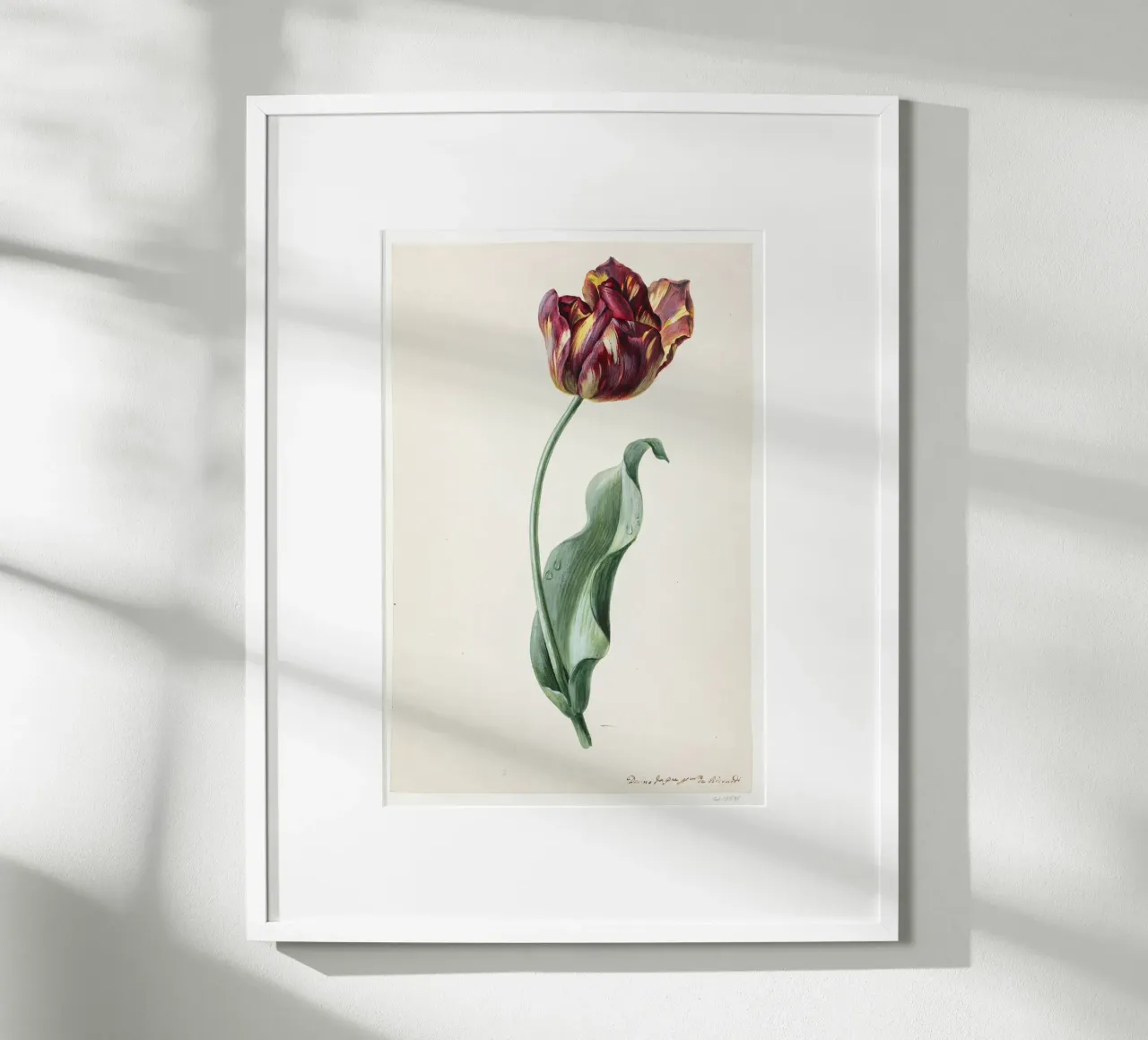 Dimenico Riccardi - Tulipano poster con telaio in alluminio da Old Masters