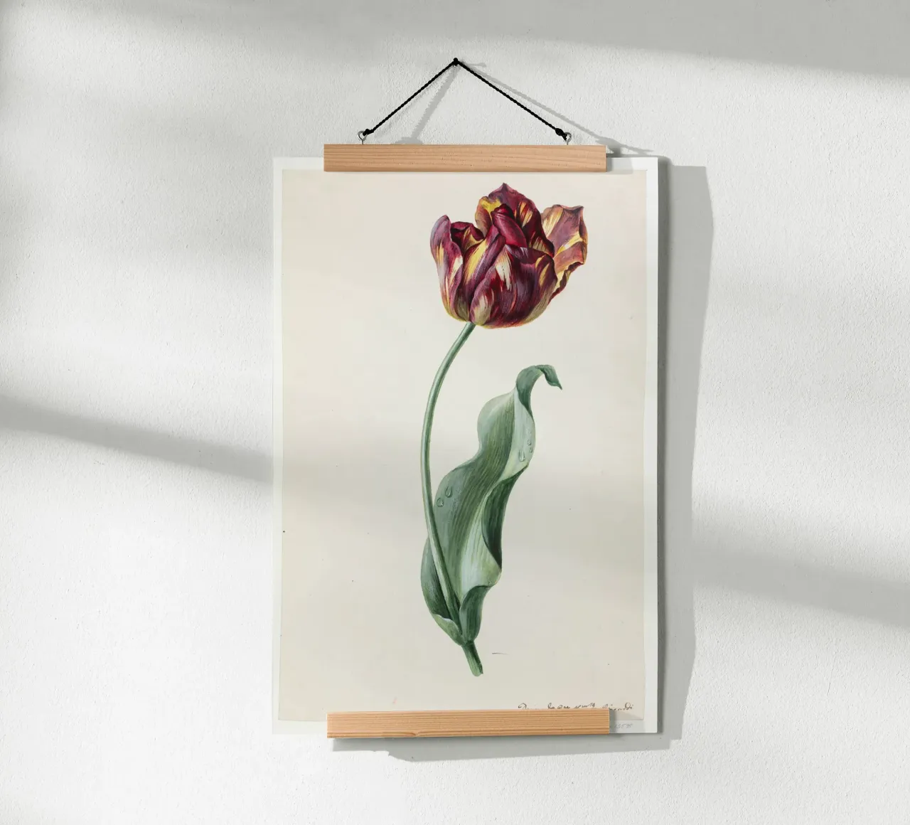 Dimenico Riccardi - Tulipano poster con telaio in alluminio da Old Masters