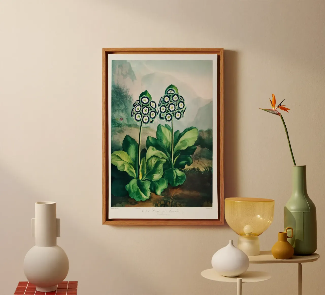 Robert John Thornton - Eine Gruppe von Auriculas 02 Leinwand mit Schattenfugenrahmen von Old Masters