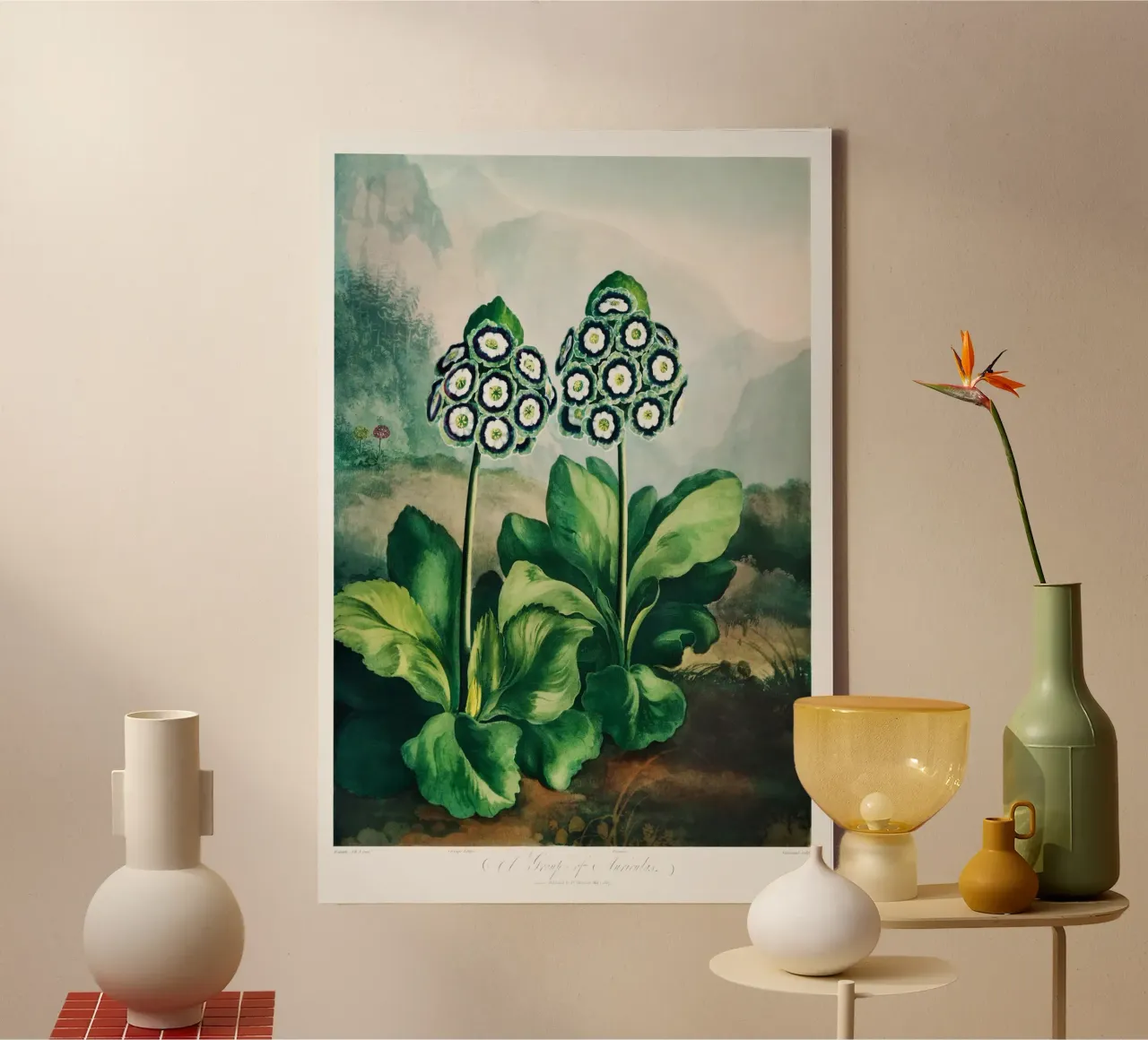 Robert John Thornton - Eine Gruppe von Auriculas 02 Leinwand mit Schattenfugenrahmen von Old Masters