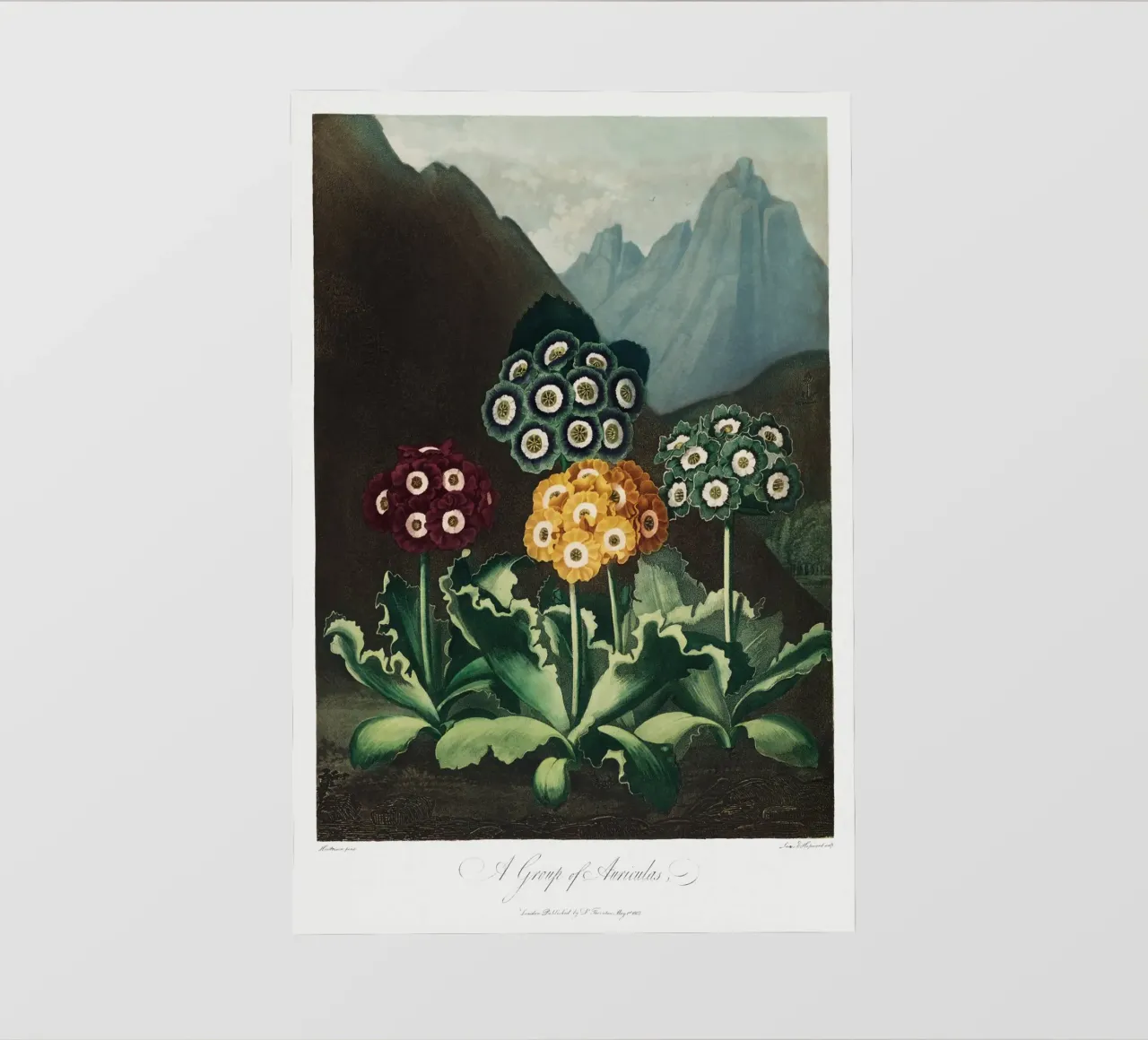 Robert John Thornton - Un gruppo di auricole 01 telo in pvc da Old Masters