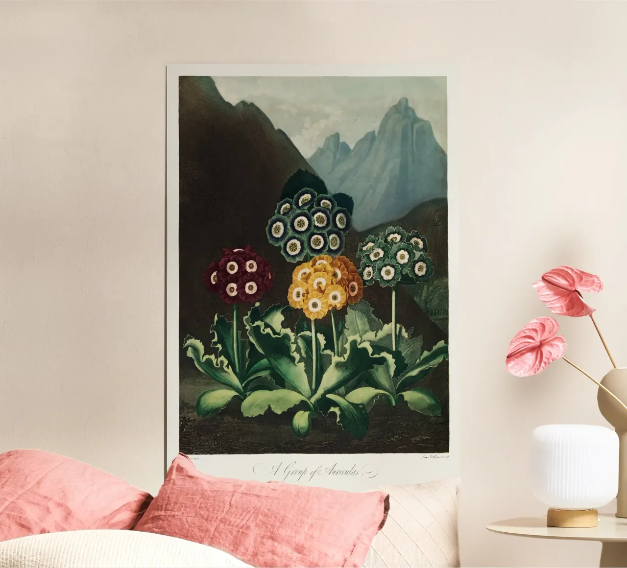 Robert John Thornton - A Group of Auriculas 01 poster with wooden frame by Old Masters