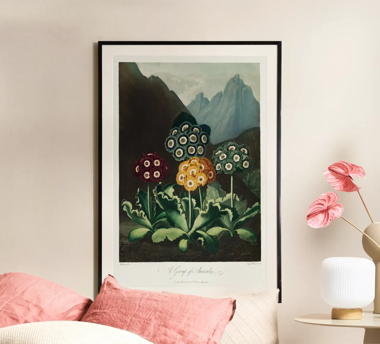 Robert John Thornton - A Group of Auriculas 01 poster with wooden frame by Old Masters