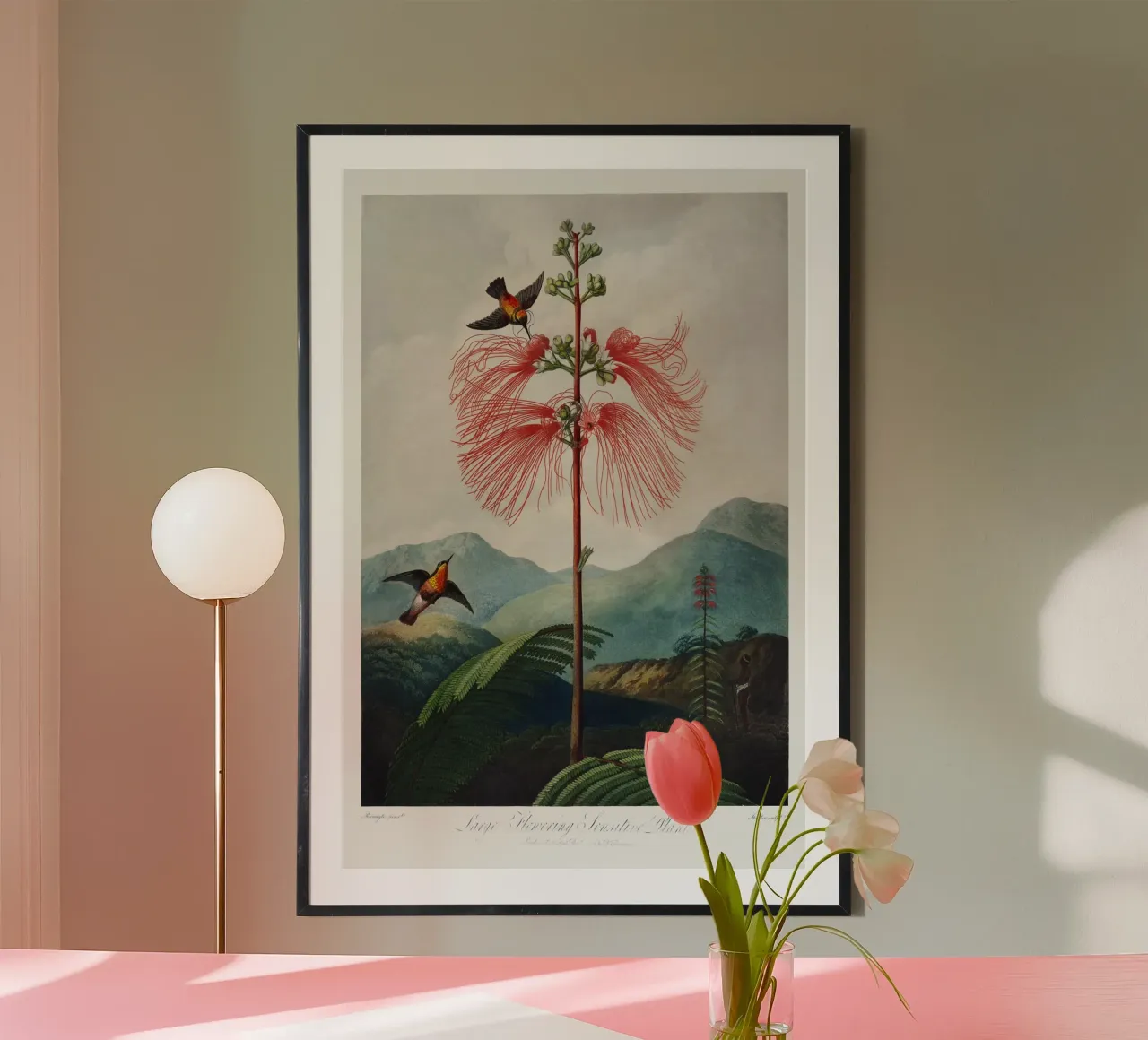 Robert John Thornton - Pianta sensibile a grande fioritura poster da Old Masters