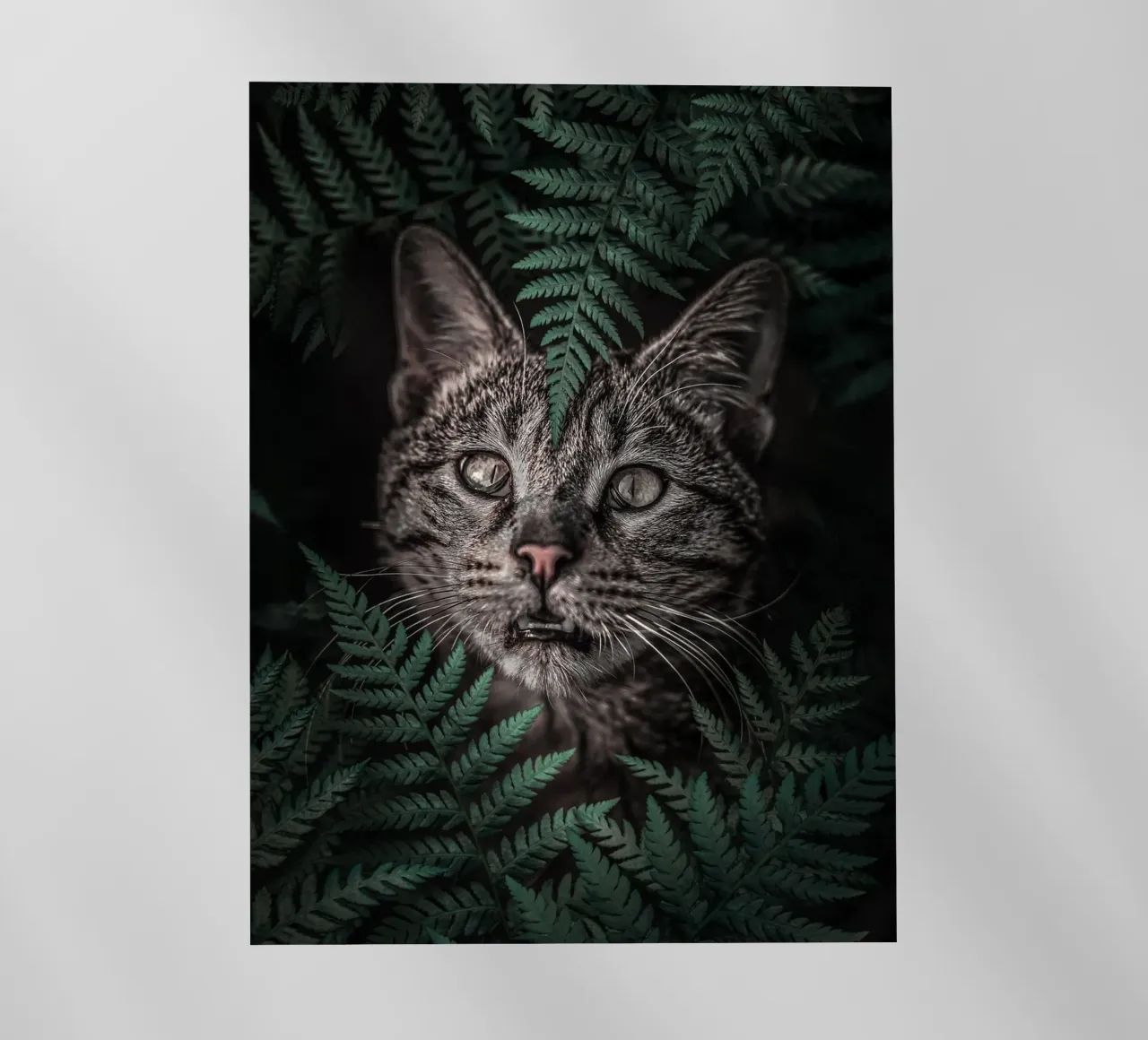 Meow Cat in Felci pellicola backlit da arizrab