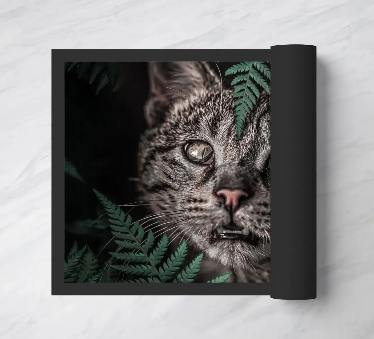 Meow Cat in Felci zerbino da arizrab