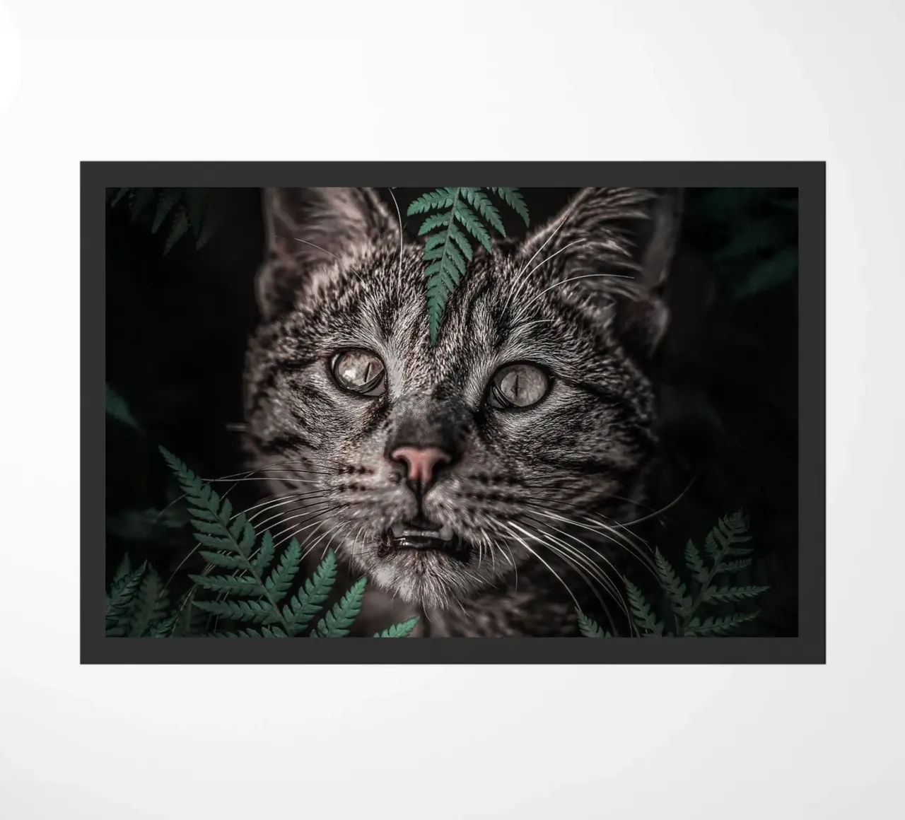 Meow Cat in Felci zerbino da arizrab