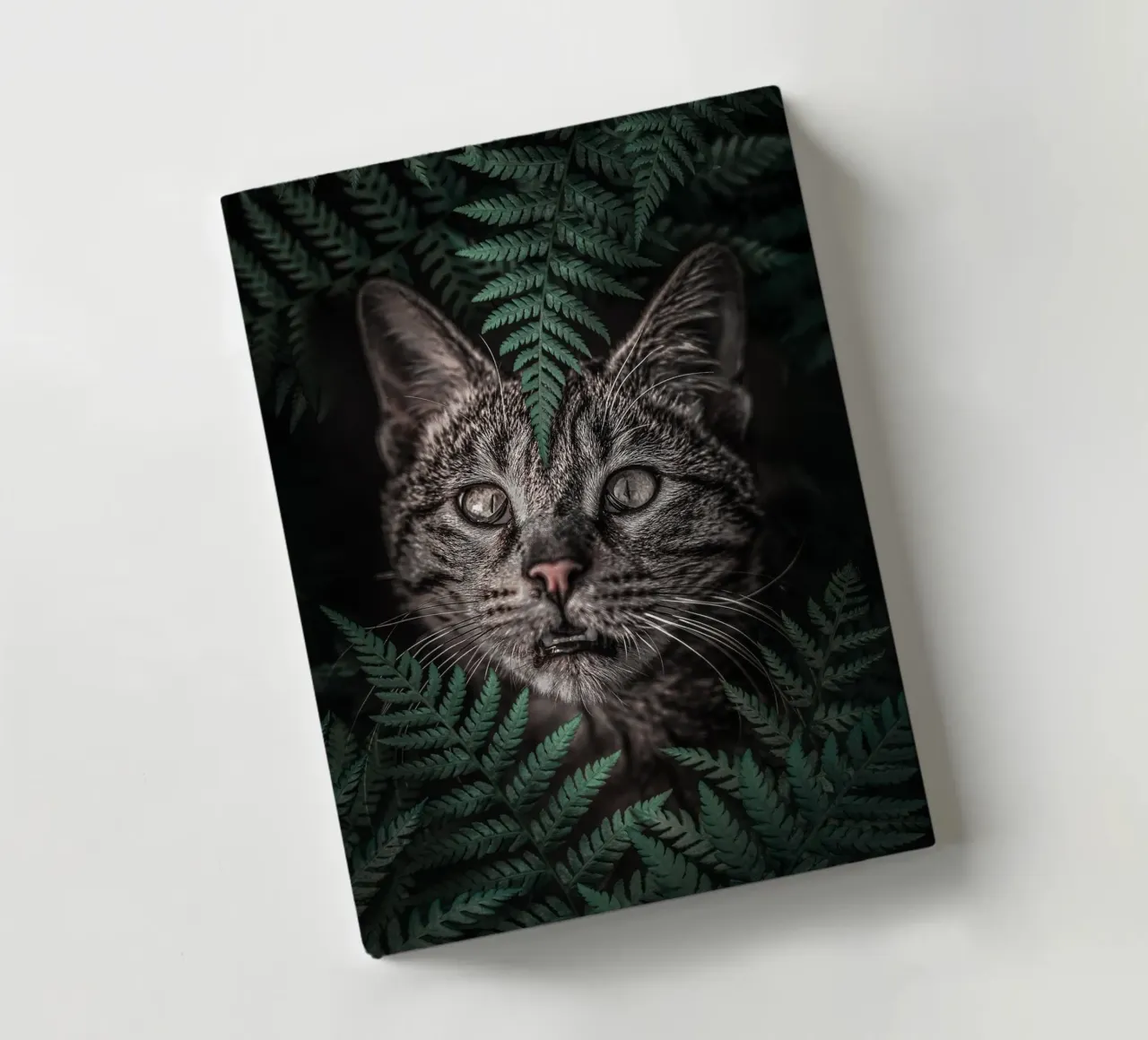 Meow Cat in Felci diario da arizrab