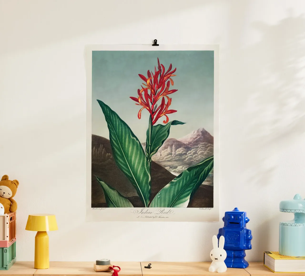 Robert John Thornton - Canna indiana poster con telaio in alluminio da Old Masters