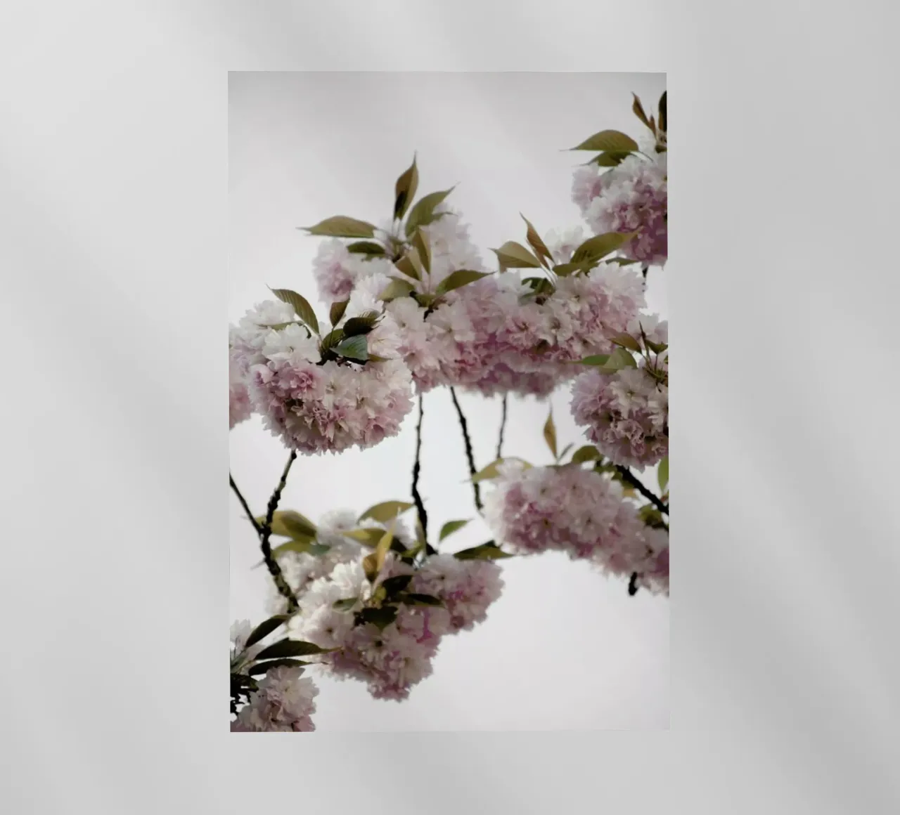 Clouds Of Cherry Flowers pellicola backlit da Studio Nahili