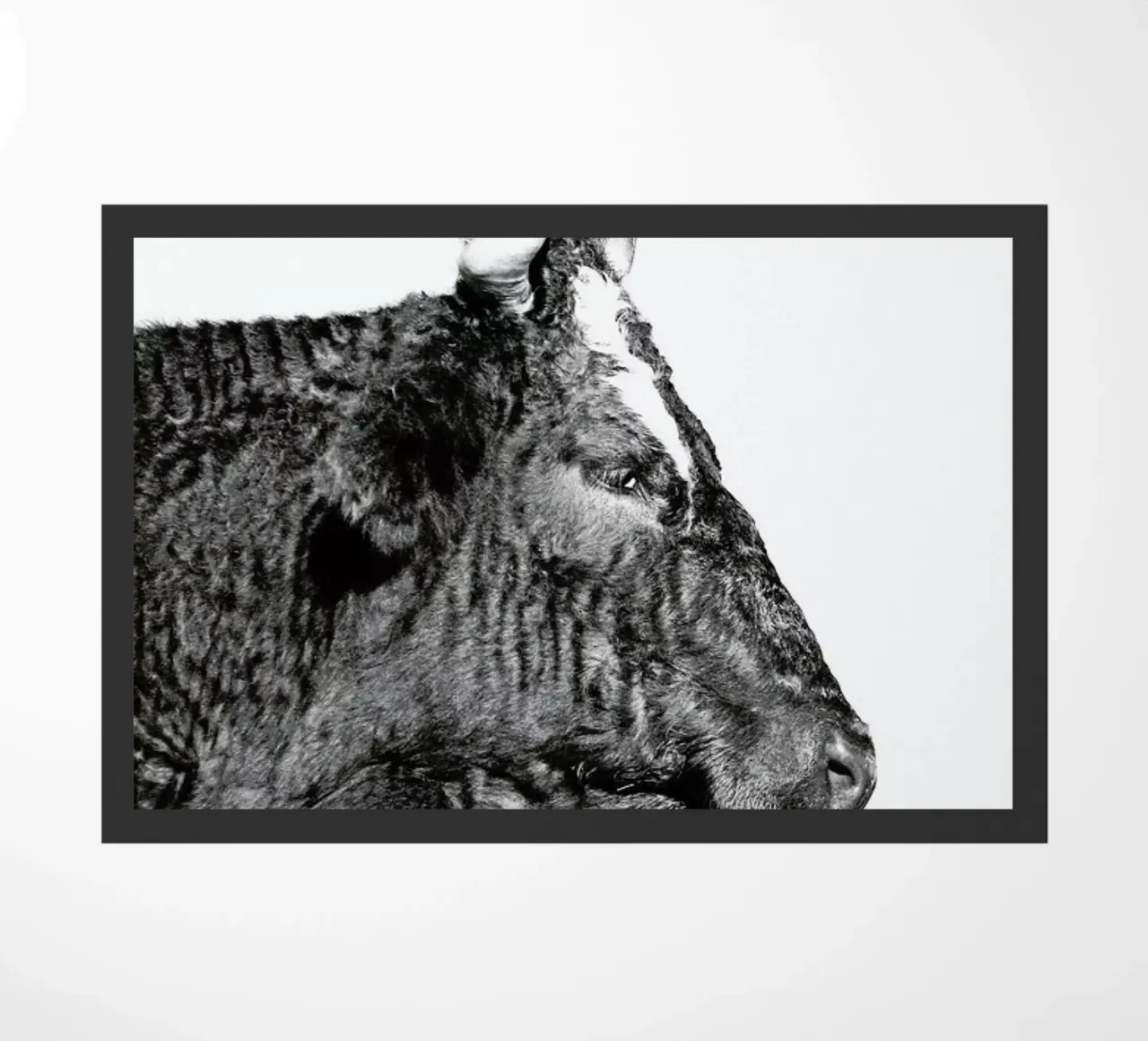 Bull zerbino da Natural Kingdom