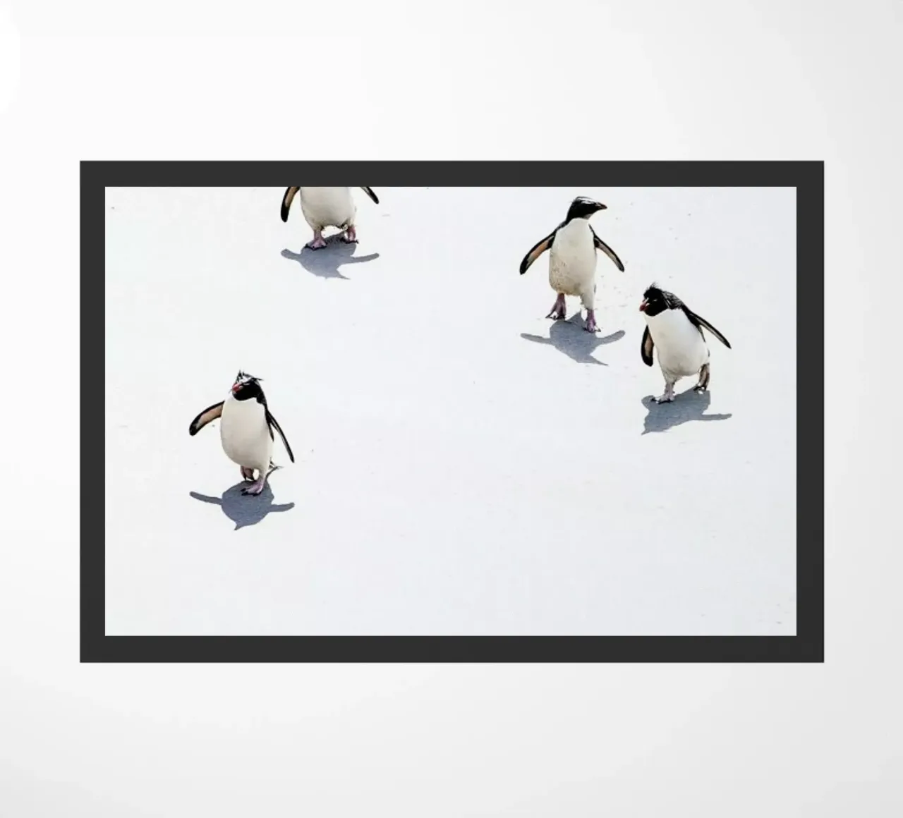 Snow Penguins III zerbino da Natural Kingdom