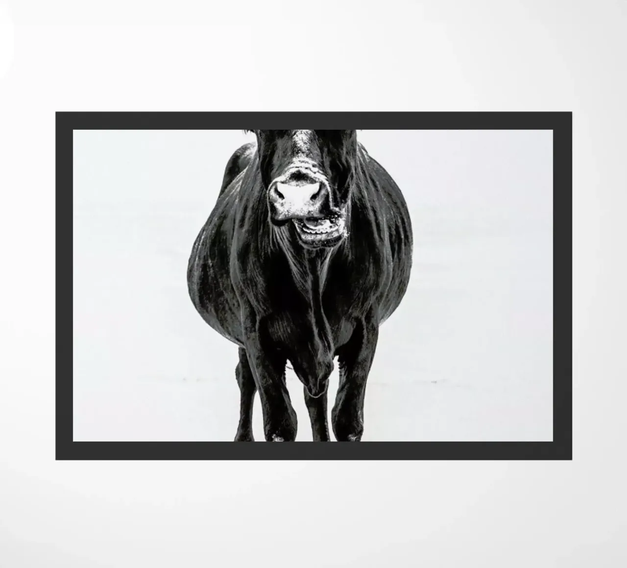 Stand Down zerbino da Natural Kingdom