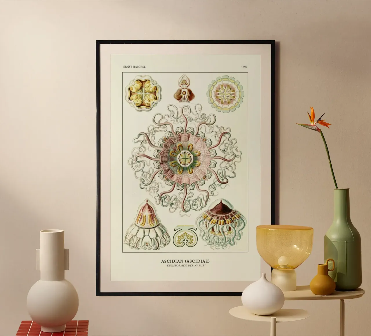 Ernst Haeckel-Peromedusae - Talchenquallen poster con telaio in alluminio da ARTOTHEK