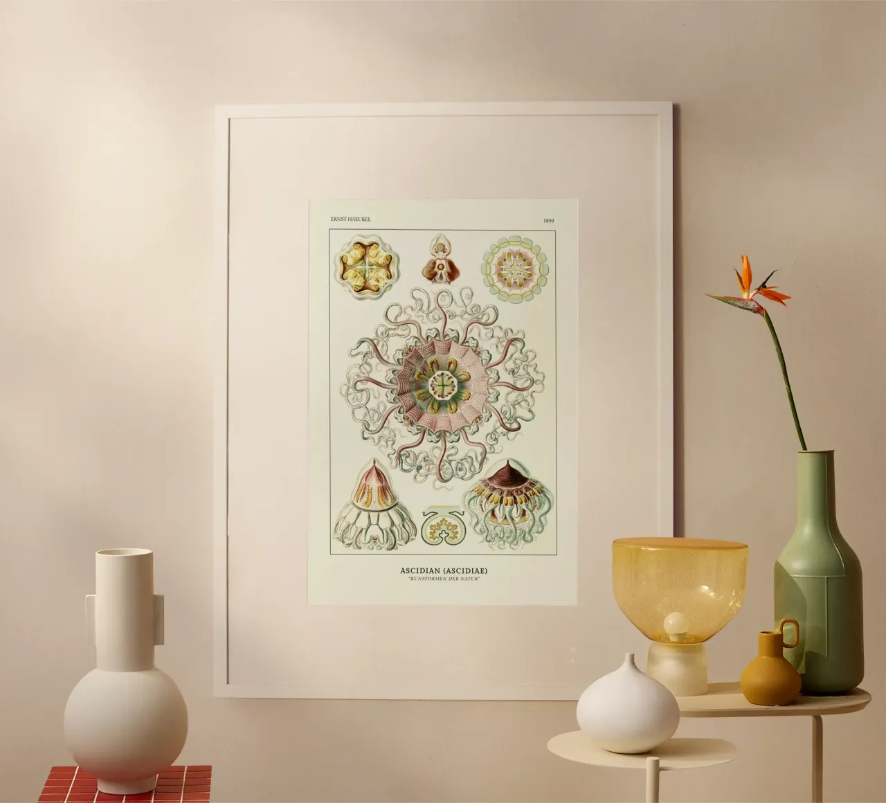 Ernst Haeckel-Peromedusae - Talchenquallen poster con telaio in alluminio da ARTOTHEK
