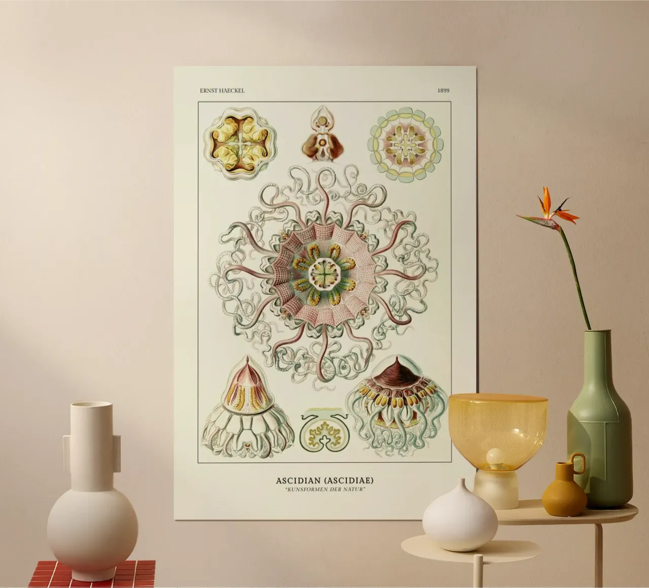Ernst Haeckel-Peromedusae - Talchenquallen poster con telaio in alluminio da ARTOTHEK