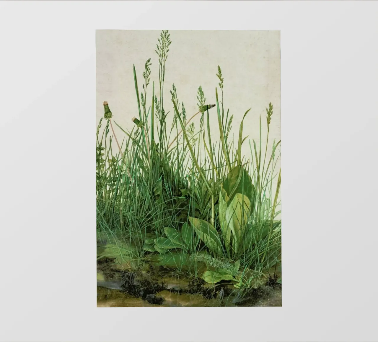 Dürer - Great Piece of Turf pellicola backlit da ARTOTHEK