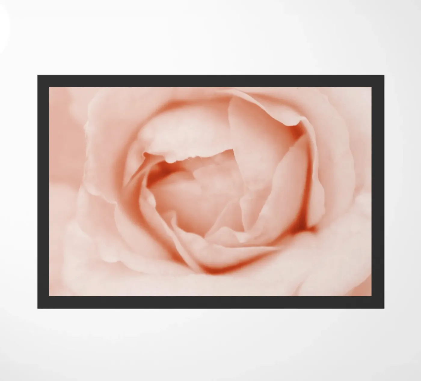 Peonia dolce zerbino da Moon Bloom