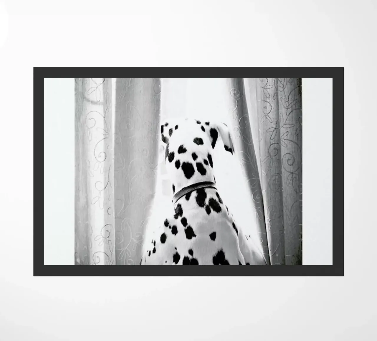 Curiosity zerbino da Natural Kingdom