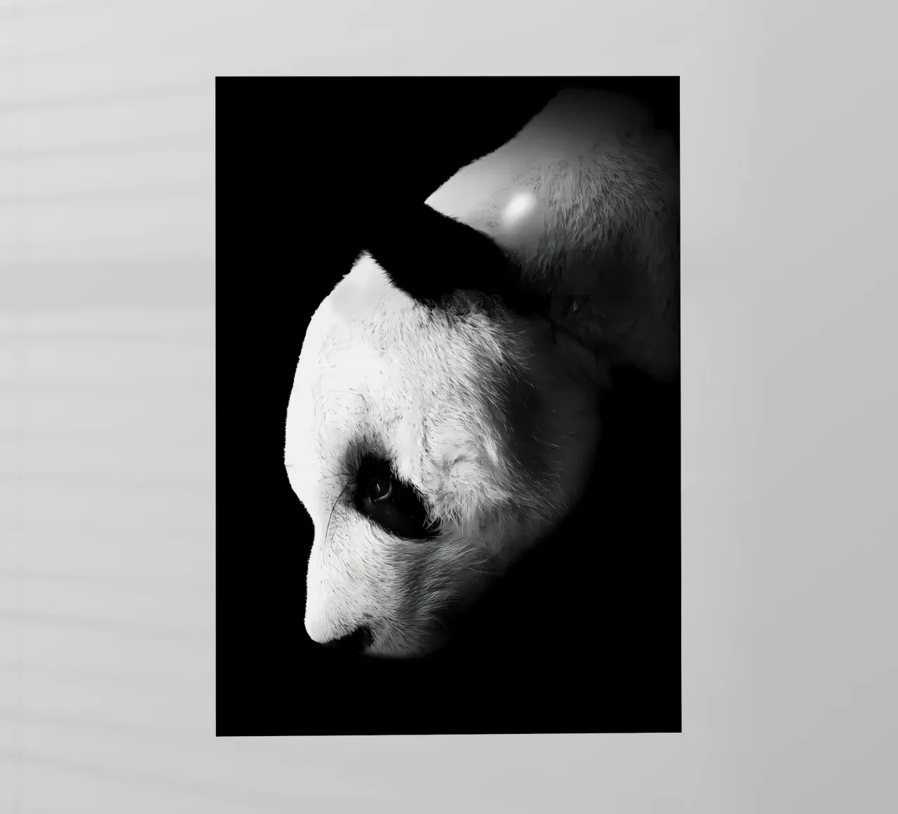 Immagine Panda in chiave Low Key pellicola backlit da James M Coyle