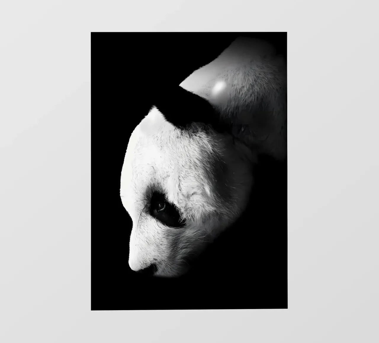 Immagine Panda in chiave Low Key pellicola backlit da James M Coyle