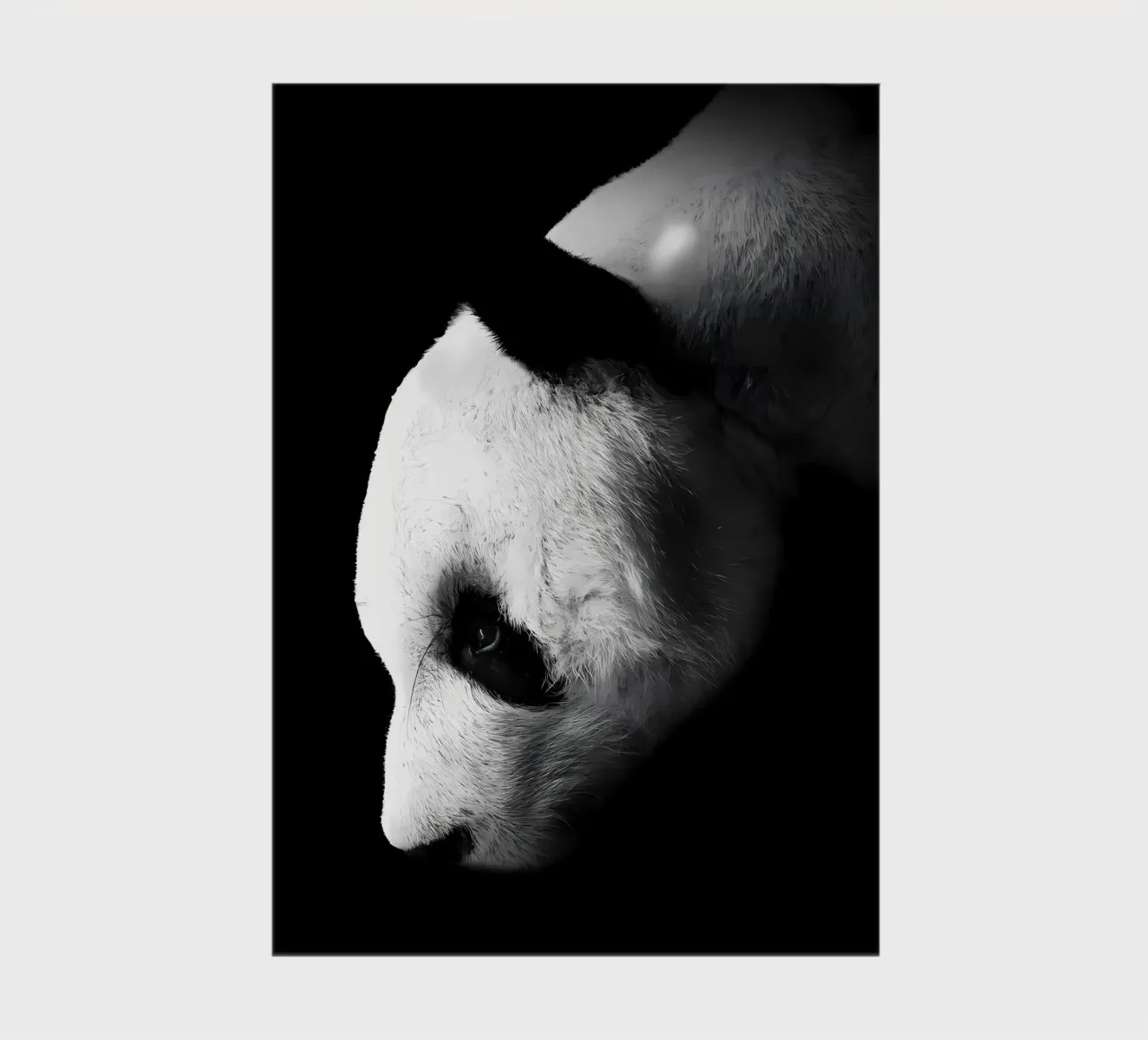 Immagine Panda in chiave Low Key diario da James M Coyle
