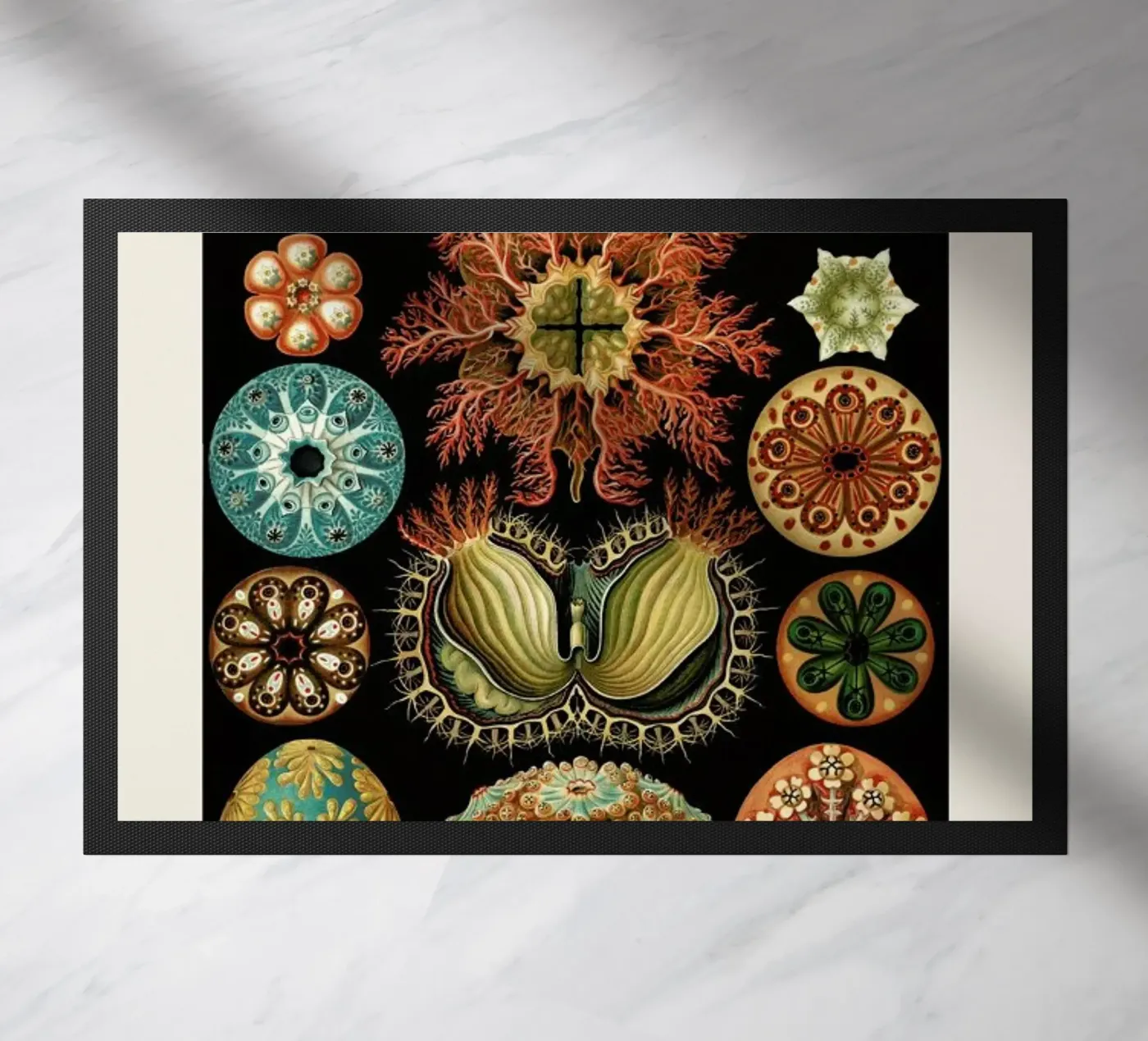 Haeckel - Ascidiae zerbino da ARTOTHEK