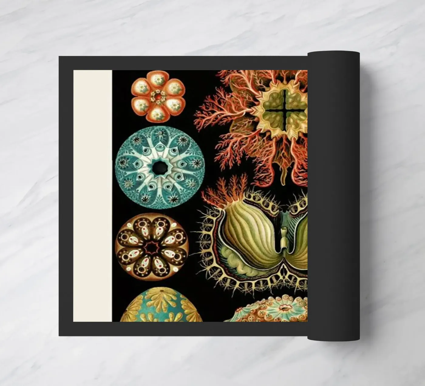 Haeckel - Ascidiae zerbino da ARTOTHEK