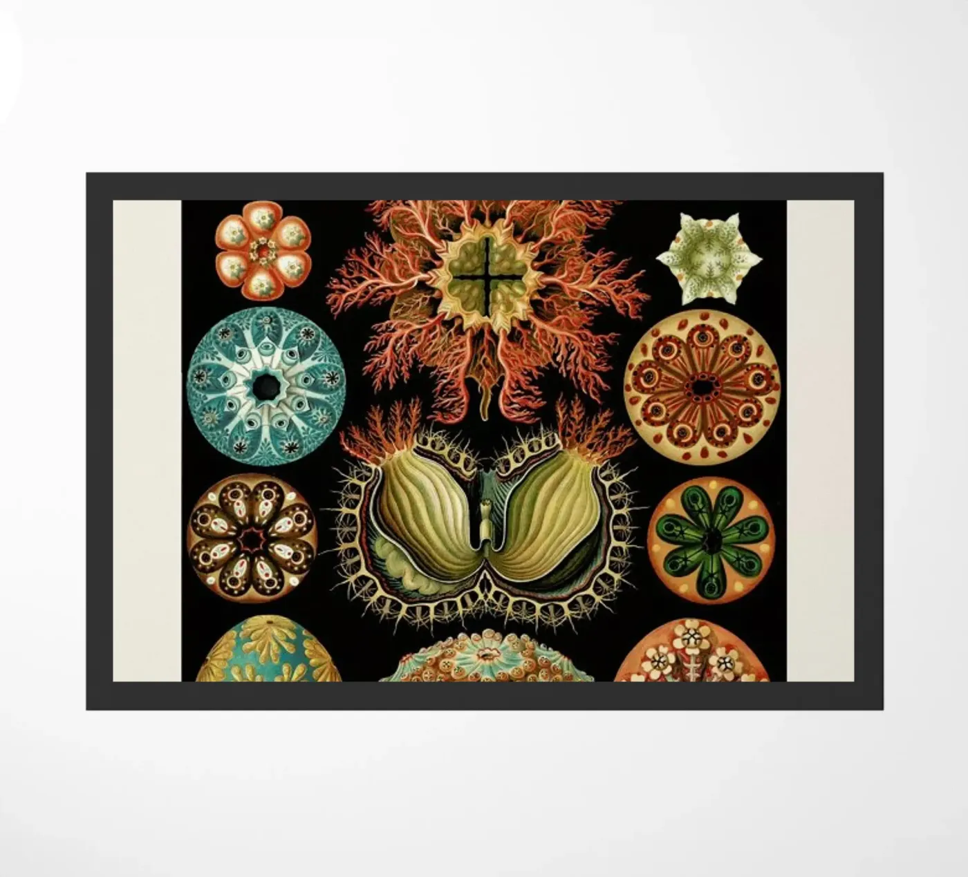 Haeckel - Ascidiae zerbino da ARTOTHEK