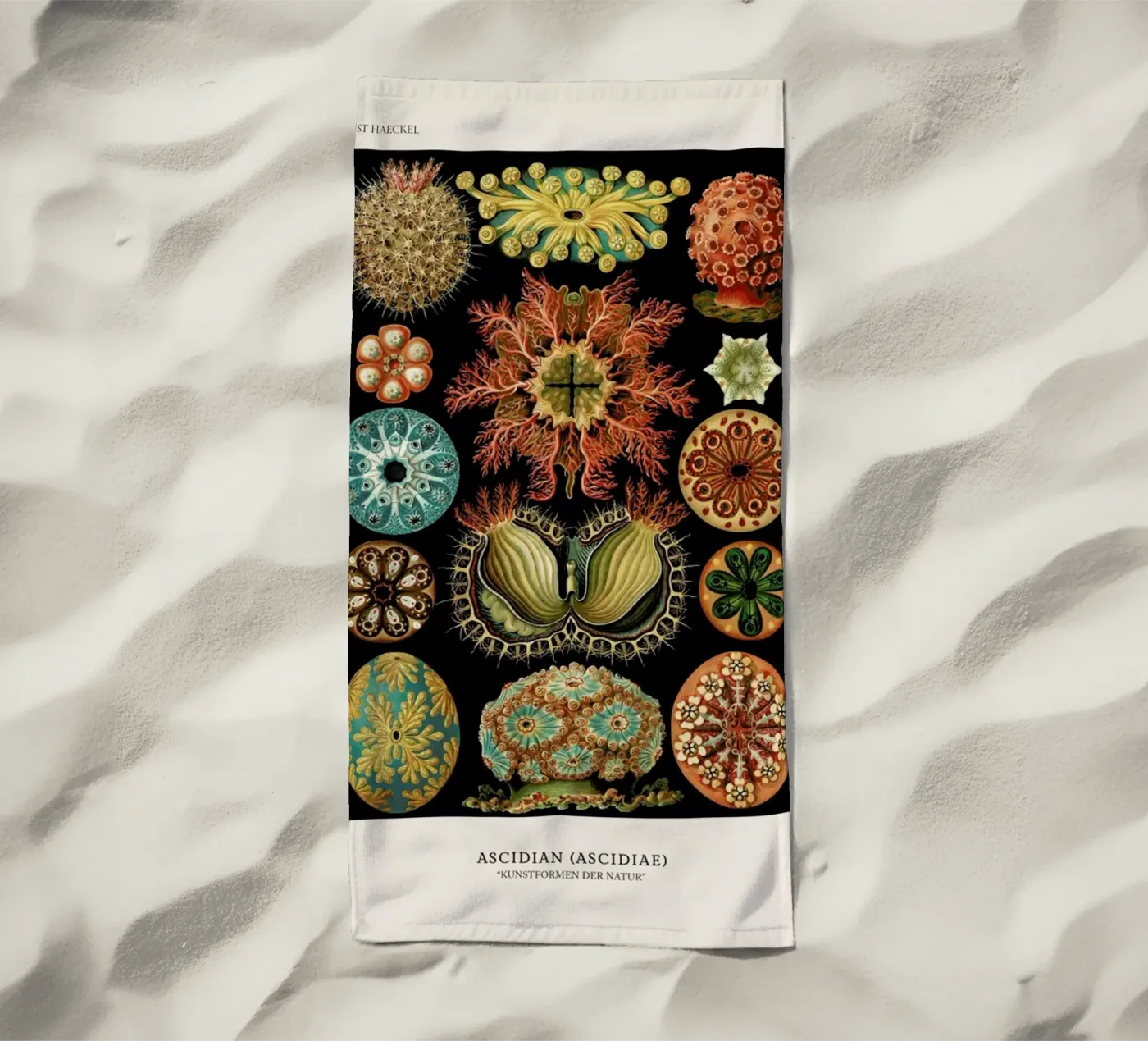 Haeckel - Ascidiae telo mare da ARTOTHEK