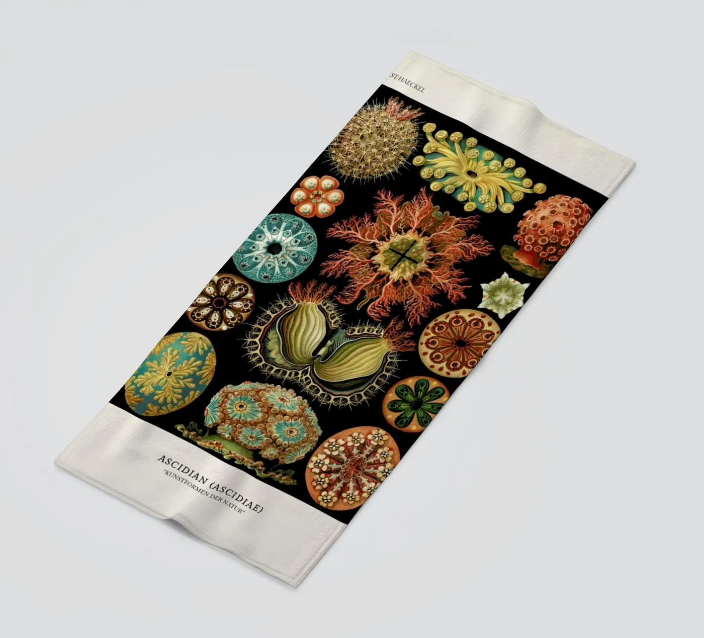 Haeckel - Ascidiae telo mare da ARTOTHEK
