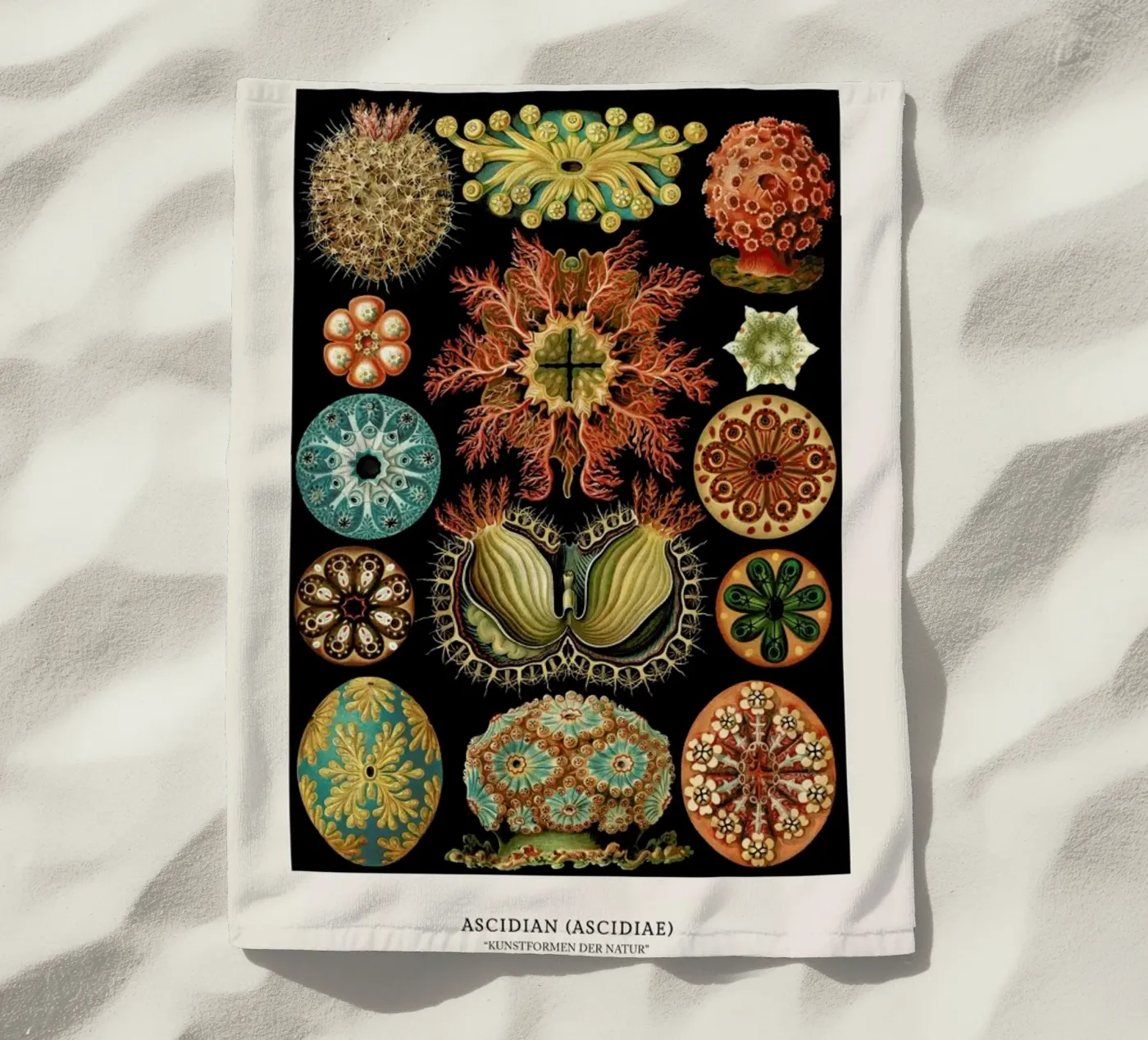 Haeckel - Ascidiae telo mare da ARTOTHEK