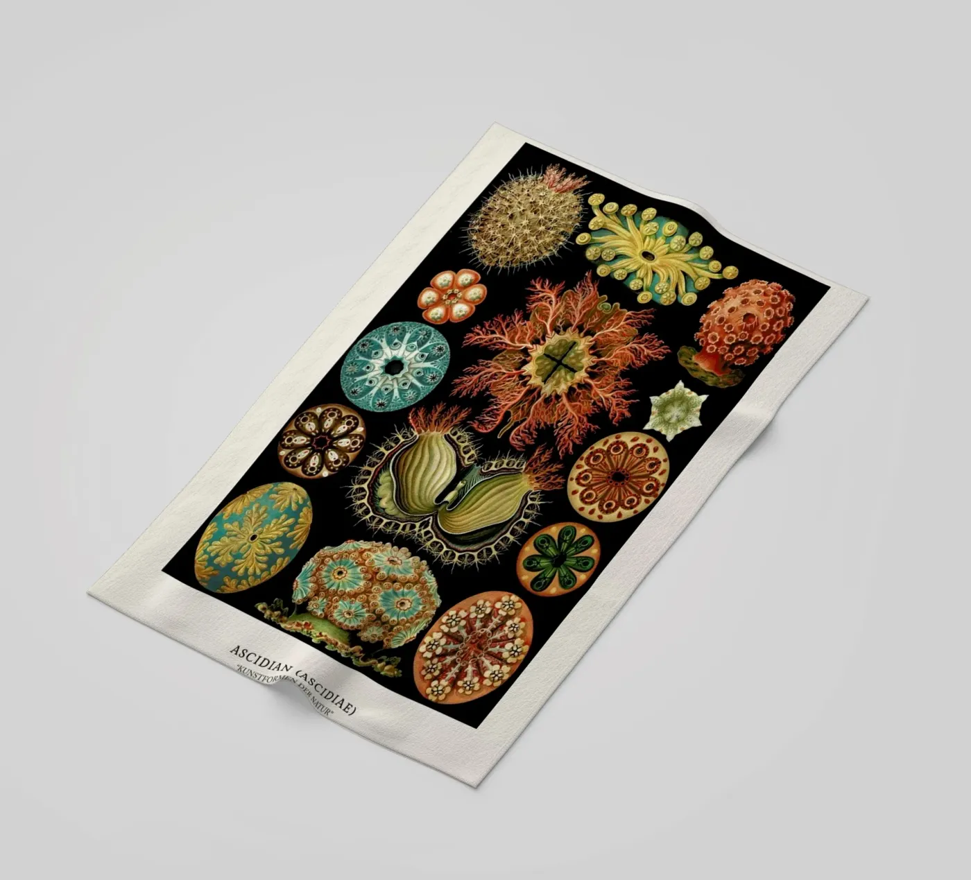 Haeckel - Ascidiae telo mare da ARTOTHEK