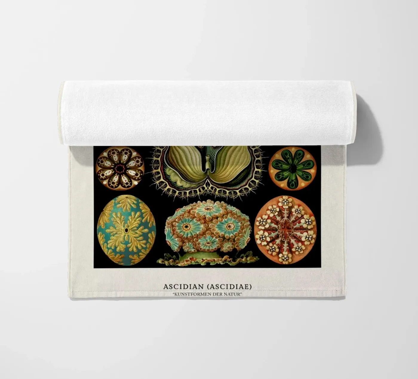 Haeckel - Ascidiae telo mare da ARTOTHEK