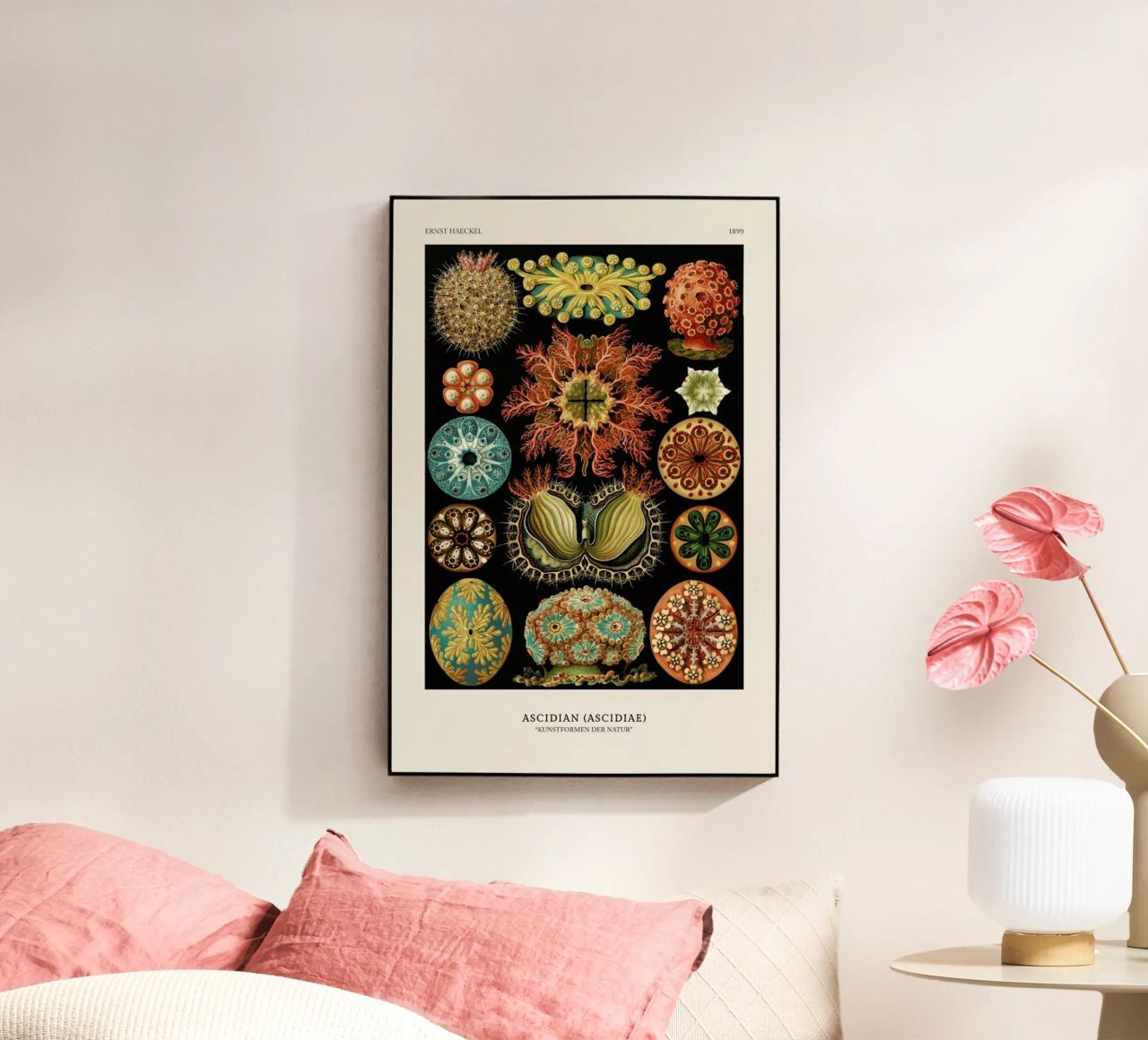 Haeckel - Ascidiae metacrilato de ARTOTHEK