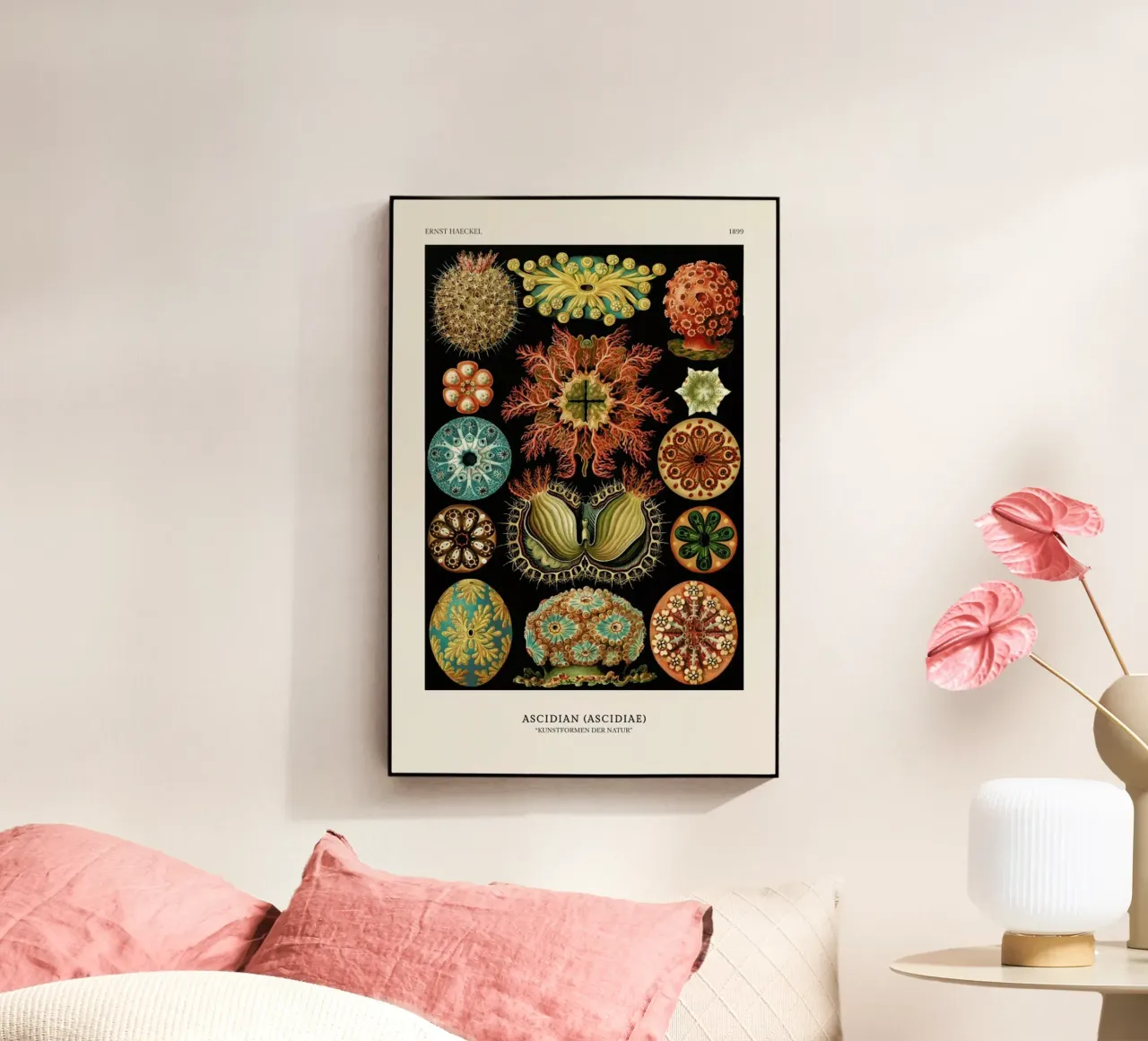 Haeckel - Ascidiae plexiglass da ARTOTHEK