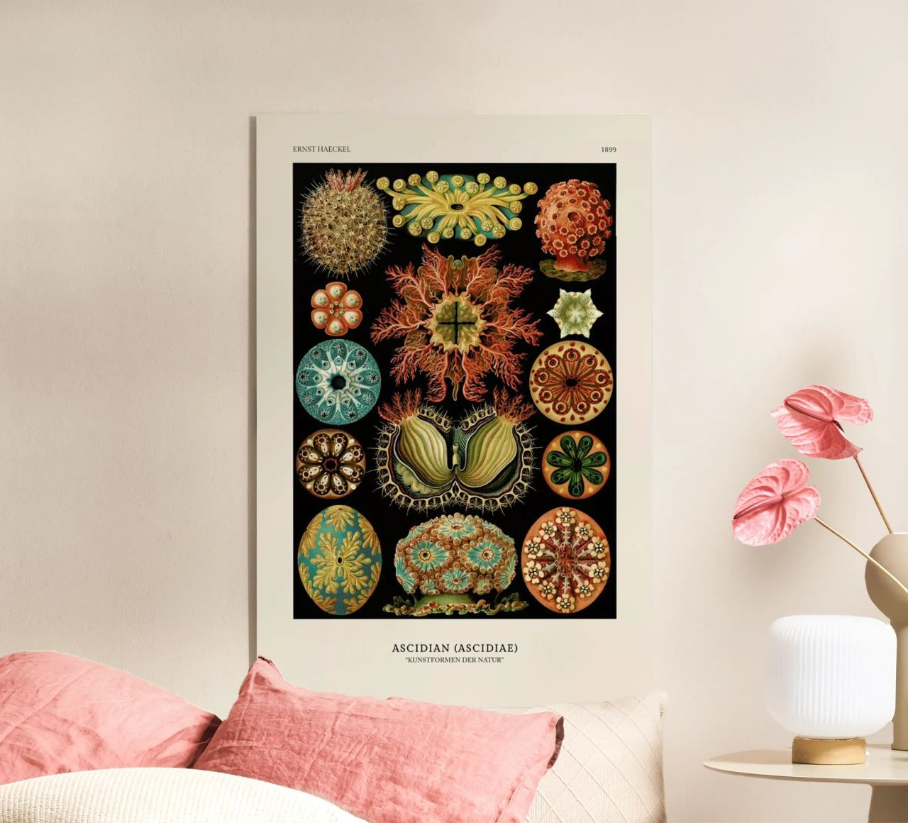Haeckel - Ascidiae metacrilato de ARTOTHEK