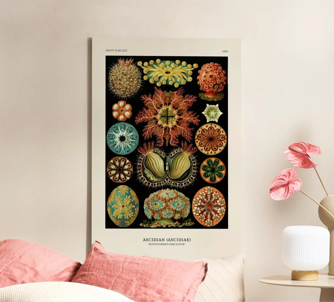 Haeckel - Ascidiae tela con Cornice a cassetta da ARTOTHEK