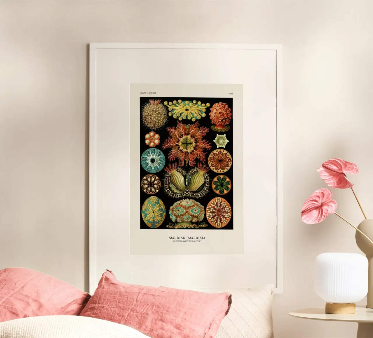 Haeckel - Ascidiae poster da ARTOTHEK