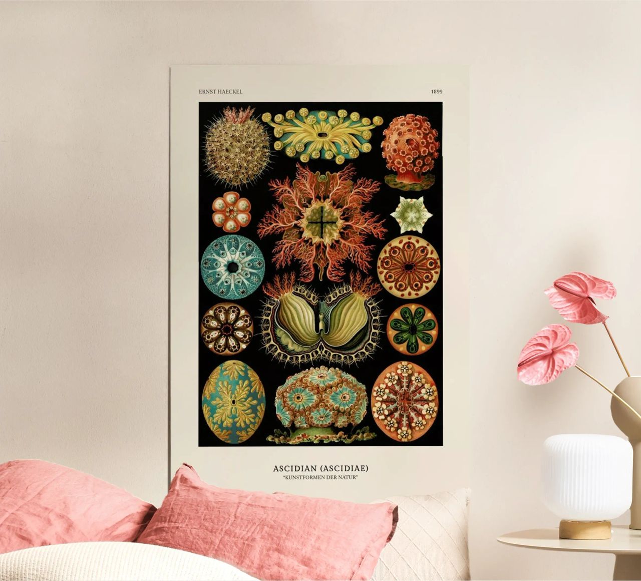 Haeckel - Ascidiae poster de ARTOTHEK