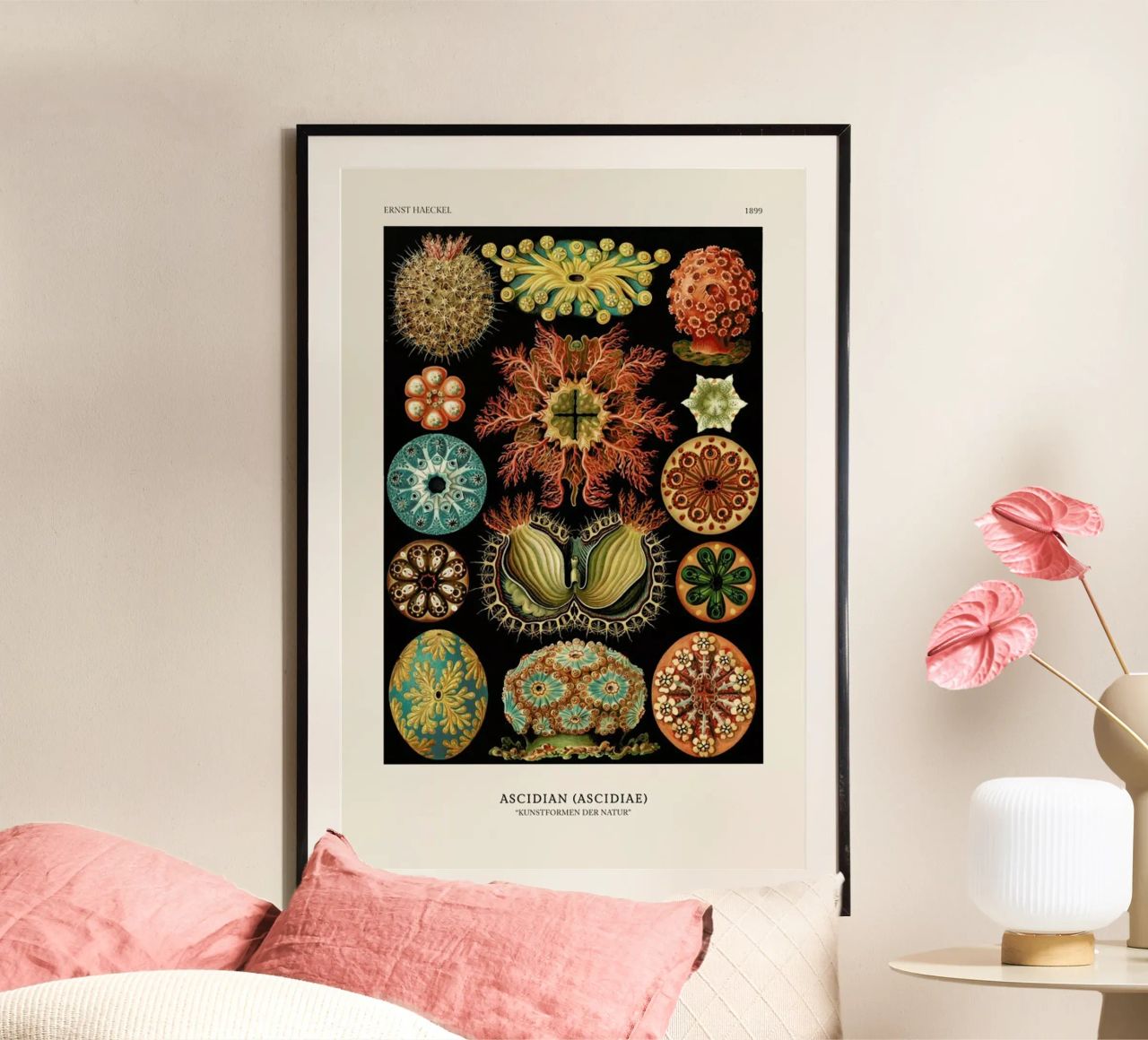 Haeckel - Ascidiae poster de ARTOTHEK