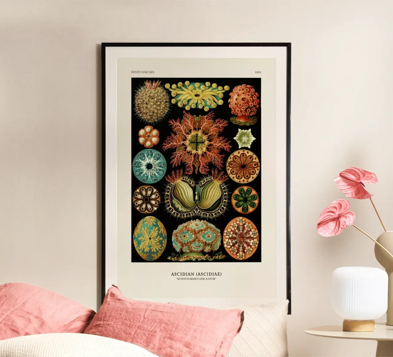Haeckel - Ascidiae poster da ARTOTHEK
