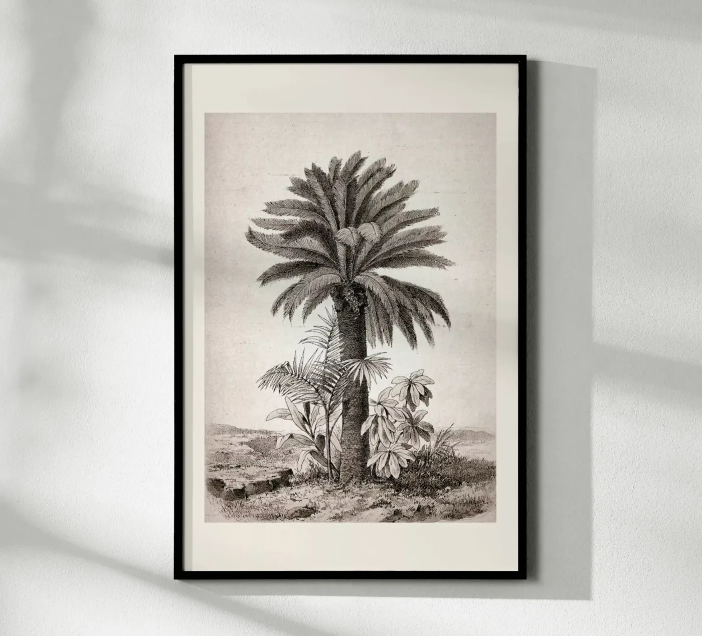 Sago Palm poster da Flora & Fauna