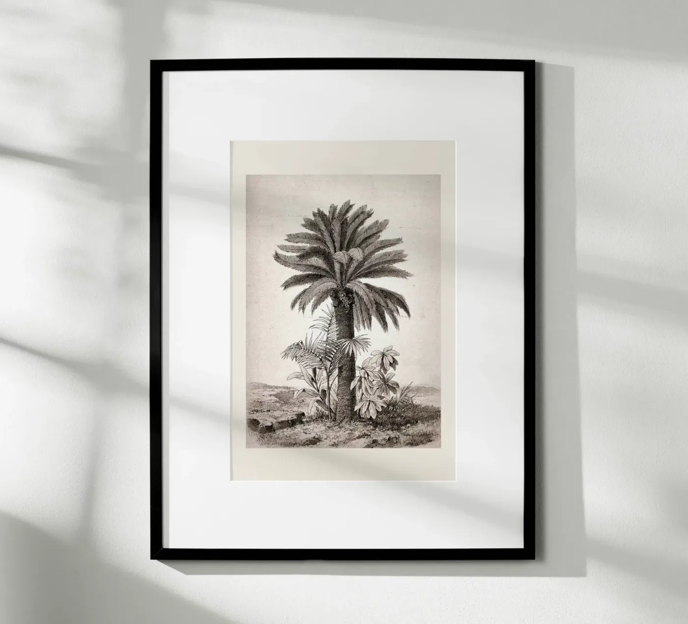 Sago Palm poster da Flora & Fauna