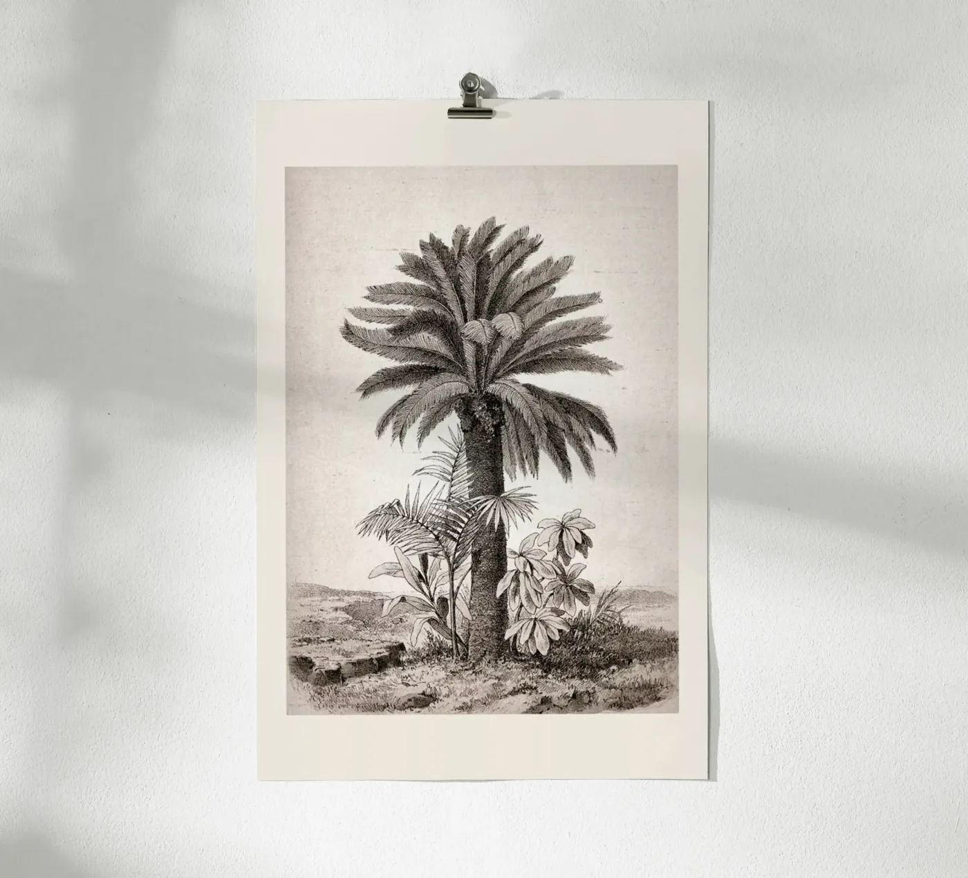 Sago Palm poster da Flora & Fauna