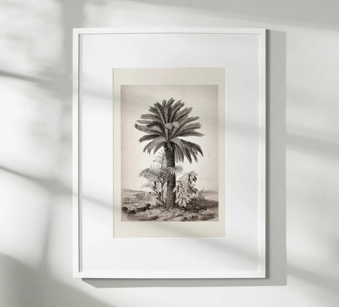 Sago Palm poster da Flora & Fauna