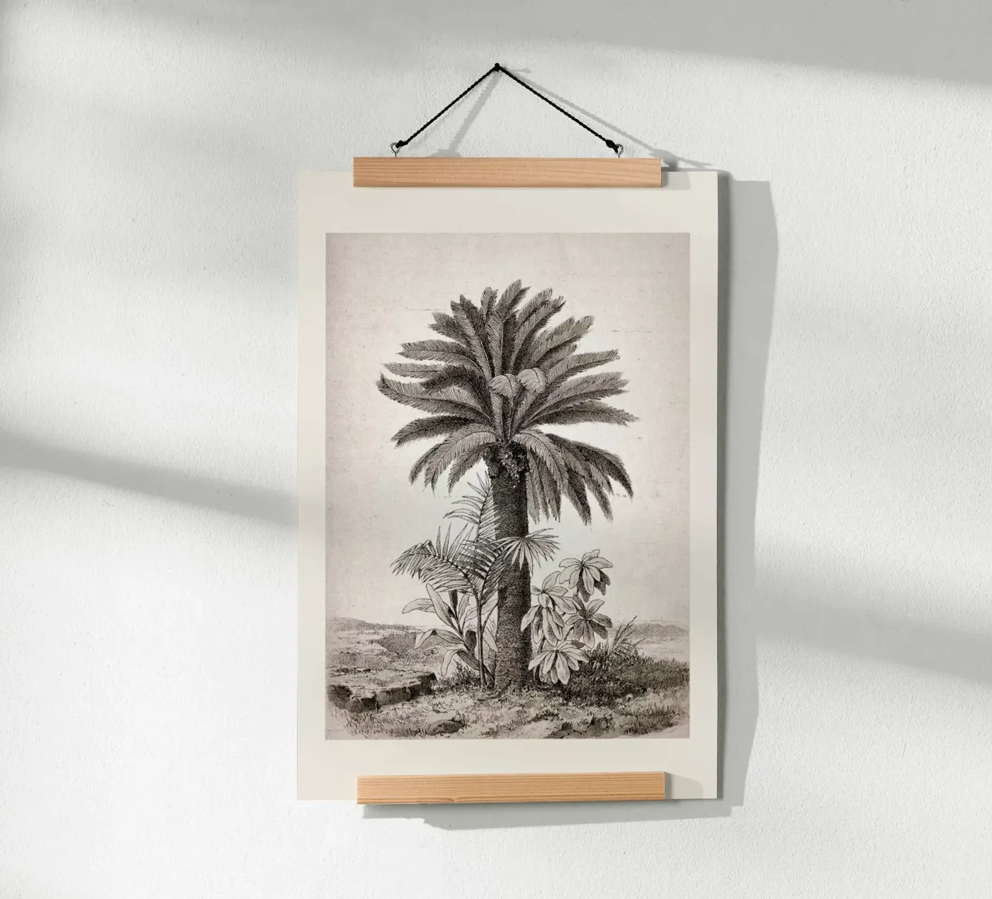 Sago Palm poster da Flora & Fauna